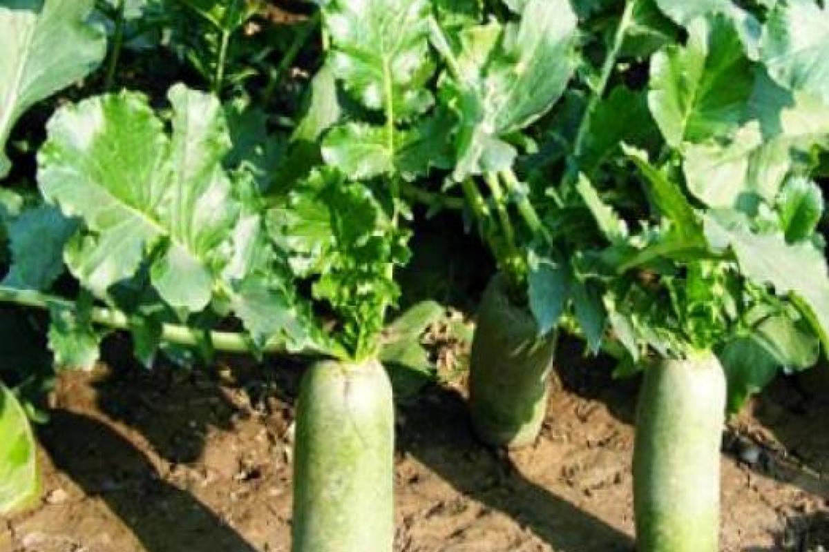  [他们要对百度说]有了百度推广 我们不再“靠天吃饭”