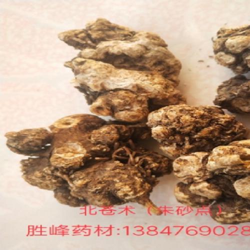 药材种子供应，北苍术种子，正宗朱砂点苍术籽，内蒙地产北苍术子