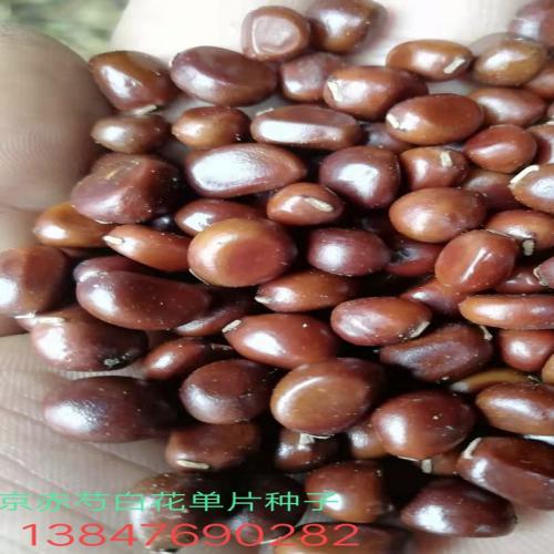 供应内蒙地产药材种子，赤芍种子，纯白花单片赤芍籽，保证质量，长期供应怀牛膝、怀牛膝种子