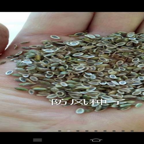 药材种子供应，内蒙地产防风籽，优质防风种子，全部经过严格筛选，胜峰中药材经销，长期供应桔梗籽;黄芪苗;黄芪籽;紫草籽;赤芍苗