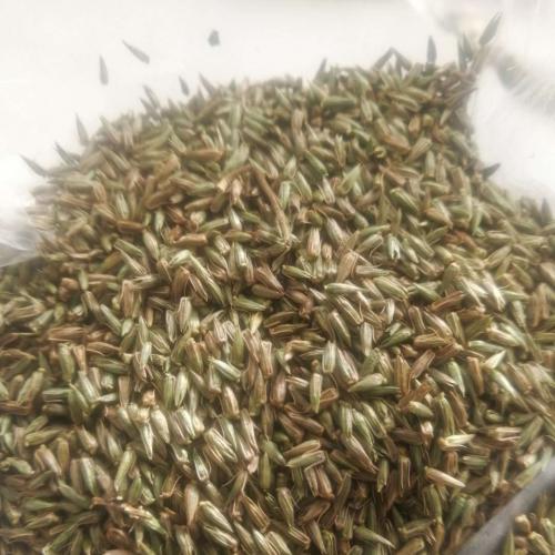 药材种子销售，怀牛膝种子，牛膝籽，内蒙产牛膝种子，质优价廉，长期供应桔梗籽;黄芪苗