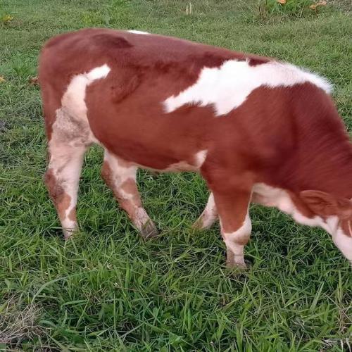 纯种西门塔尔犊牛价格 直供批发西门塔尔小牛犊 西门塔尔肉牛