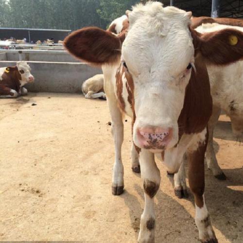 纯种西门塔尔小牛批发价格 西门塔尔牛小牛